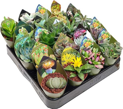 Растение суккулент микс D5,5 см 905089, изображение