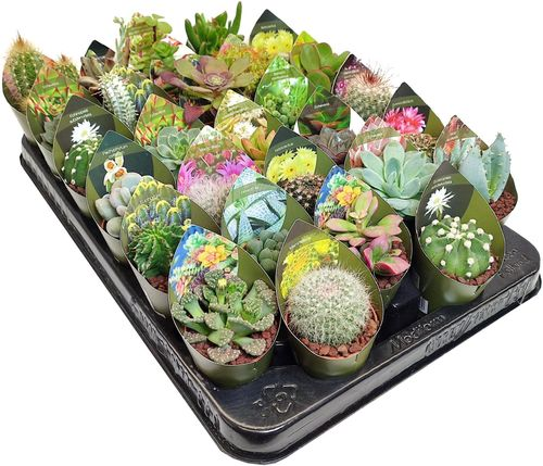 Растение Кактус и суккулент D5,5 см, изображение