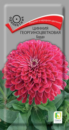 Семена Цинния георгиноцветковая Бордо 0,4 гр, крупный план