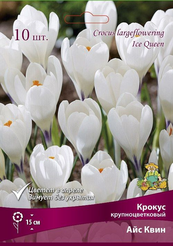Луковицы Крокус Айс Квин, 10шт, изображение