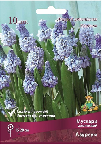 Луковицы Мускари Поиск Азуреум, 10шт, картинка