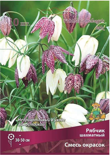 Луковицы Рябчика шахматного Смесь окрасок, 10шт, изображение