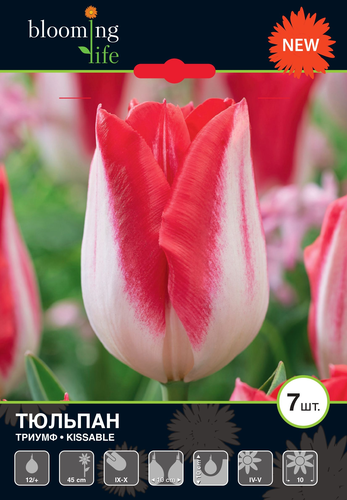 Тюльпан триумф Киссабл, 5 шт., крупный план