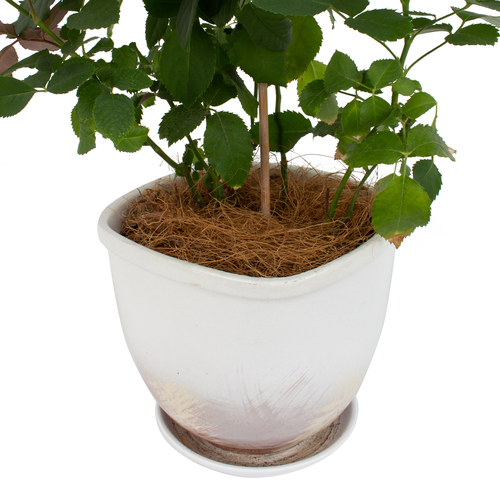 Кокосовое волокно GARDEN SHOW, 100 г, изображение