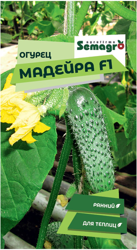 Семена огурца SEMINIS МАДЕЙРА F1, вид