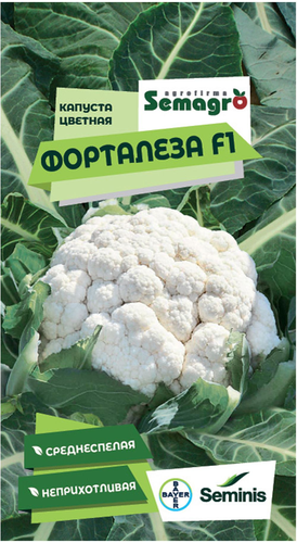 Семена цветной капусты SEMINIS ФОРТАЛЕЗА F1, вид
