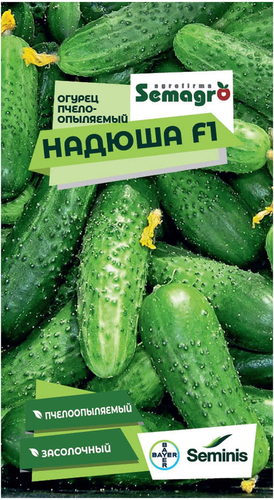 Семена огурца SEMINIS НАДЮША F1, фотография