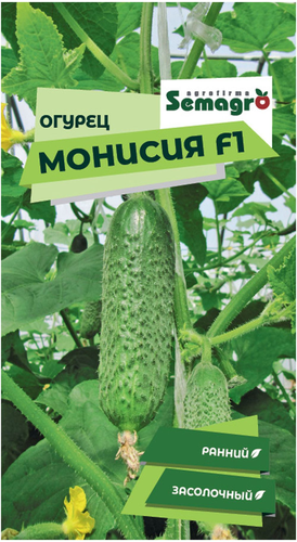 Семена огурца SEMINIS МОНИСИЯ F1, фотография