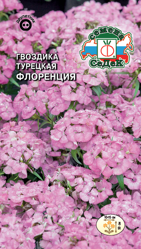 Семена цветок Гвоздика, крупный план