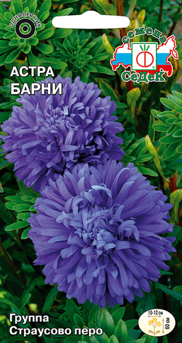 Семена цветок Астра, фото
