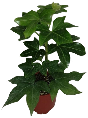 Растение Плант Микс 13 см, изображение