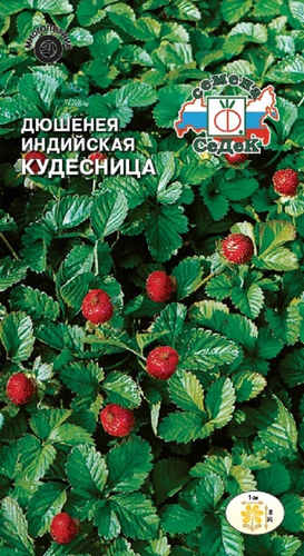 Цветок Дюшенея Кудесница, вид
