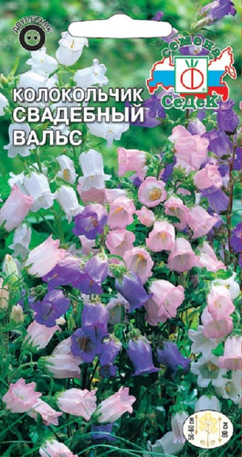 Цветок Колокольчик Свадебный вальс, вид