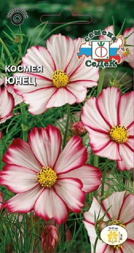 Цветок Космея Юнец, картинка