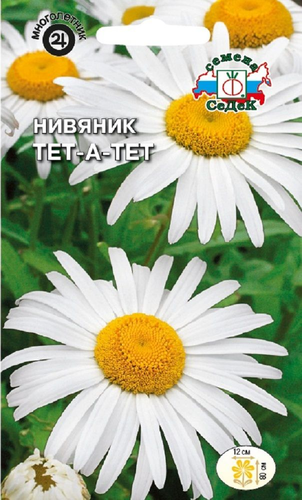 Цветок Нивяник Тет-а-тет, детальное фото