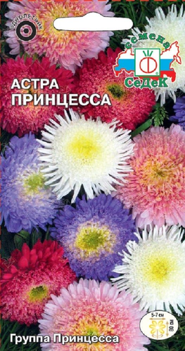 Цветок Астра Принцесса, фото