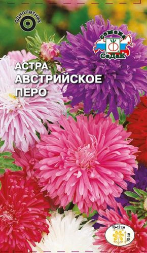 Цветок Астра Австрийское перо, изображение