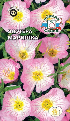 Цветок Энотера Маришка, фото