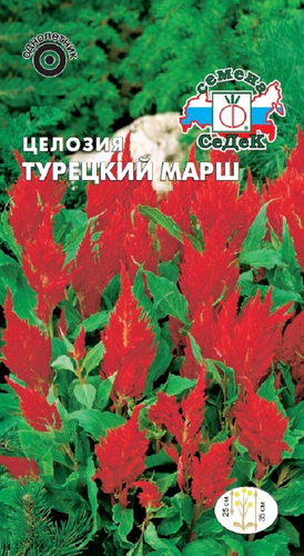 Цветок Целозия Турецкий марш, картинка