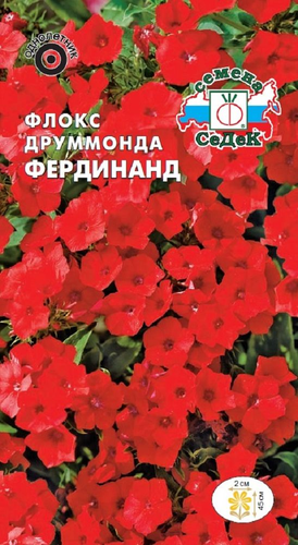 Цветок Флокс Фердинанд, изображение
