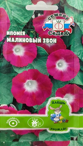 Цветок Ипомея Малиновый звон, изображение