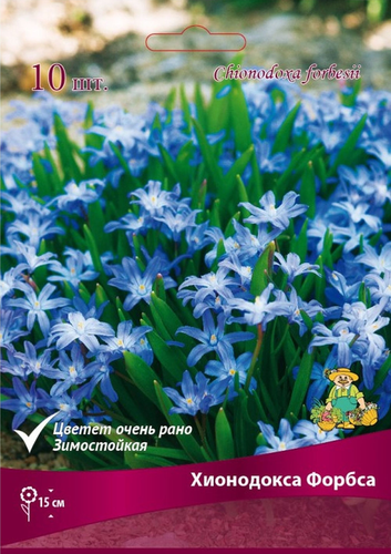 Луковицы Хионодокса Поиск Форбса, 10шт, картинка