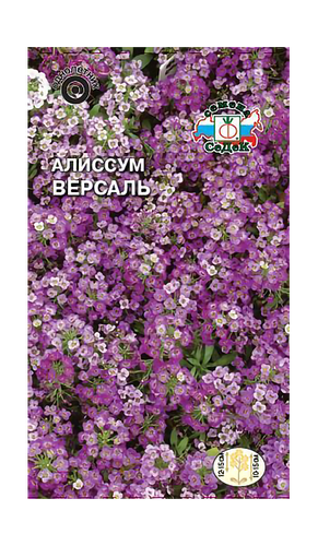 Цветок СЕДЕК Алиссум Версаль пурпурно-фиолетовый Евро 0,1, изображение
