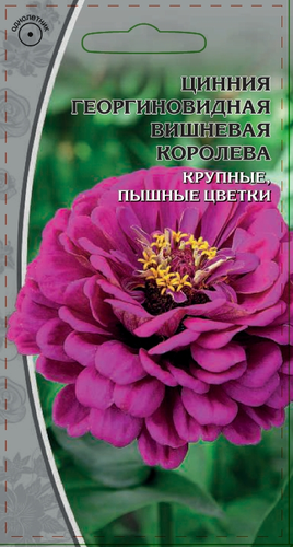 Семена Цинния Вишневая королева 0,5 гр, вид