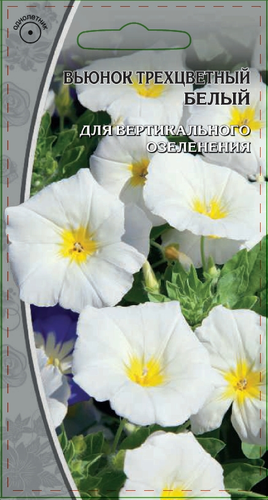 Семена Вьюнок трехцветный  белый 0,5г, крупный план