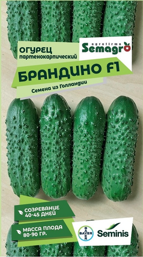 Семена Огурца SEMINIS партенокарпический Брандино F1, 5 шт, фотография