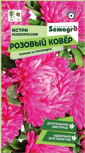 Семена Астры низкорослой SEMAGRO Розовый ковер 0,2 г, крупный план