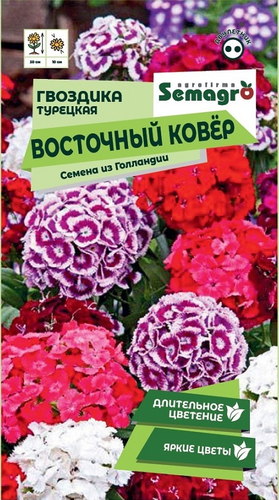 Семена Гвоздики турецкой SEMAGRO Восточный ковёр 0,3 г, крупный план