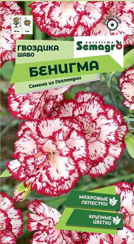 Семена Гвоздики Шабо SEMAGRO Бенигма 0,1 г, крупный план