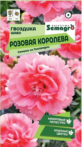 Семена Гвоздики Шабо SEMAGRO Розовая королева 0,1 г, крупный план