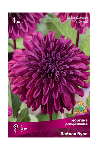 Семена Георгина многолетняя Лайлак Булл, детальное фото