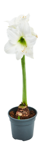 Растение Мосфлора Гиппеаструм Микс 1ст. D13 H35, картинка