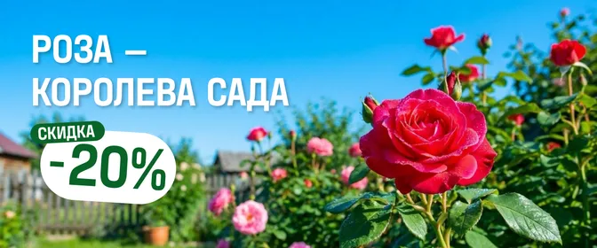 Роза-королева сада