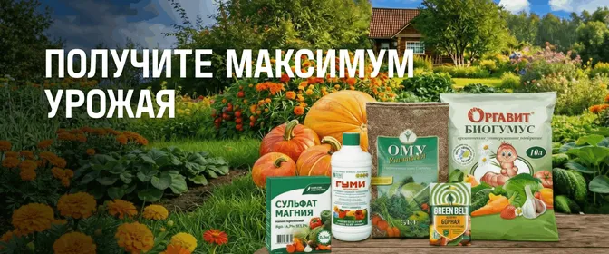 Подкормки для плодоносящих культур и защита от фитофторы