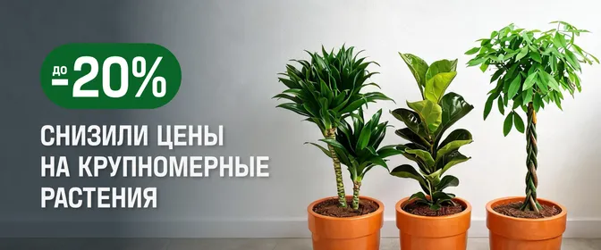 Крупные растения до -20%