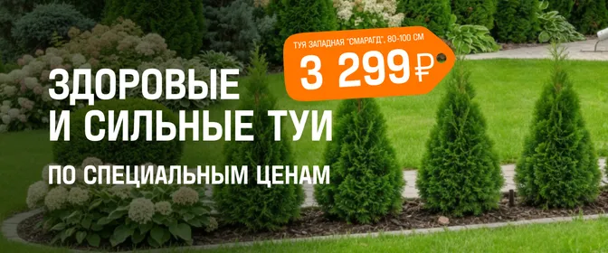 Туи