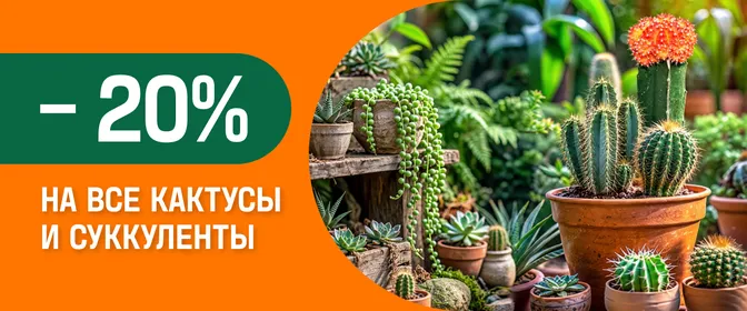 -20% на все кактусы и суккуленты