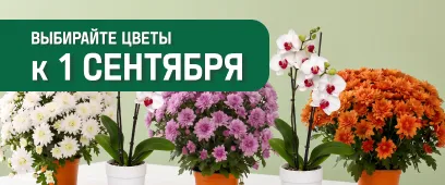 Цветы к 1 сентября