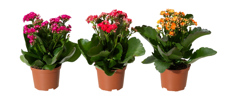 Каланхоэ мини микс D6 H15, превью