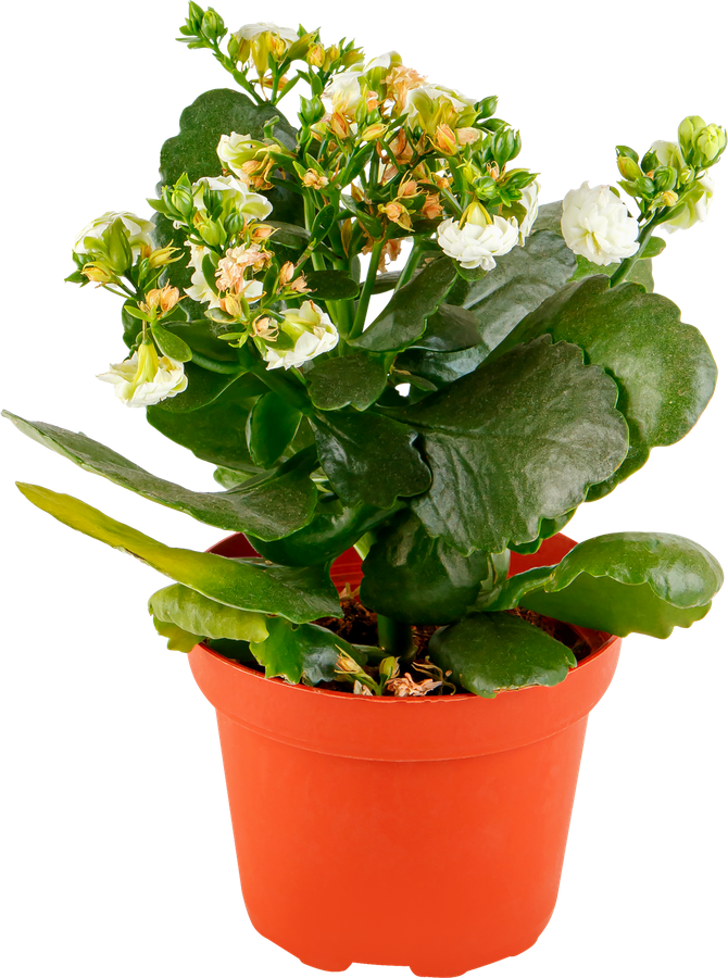Растение в горшке Каланхоэ Каландива d=11см, предпросмотр