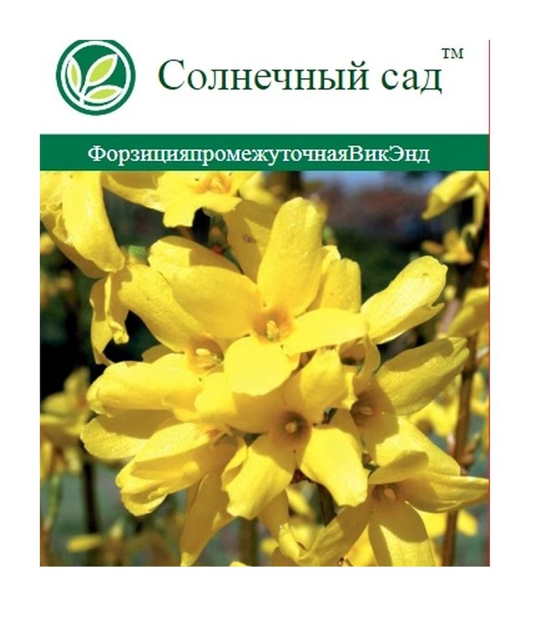 Саженец Форзиция V2, предпросмотр