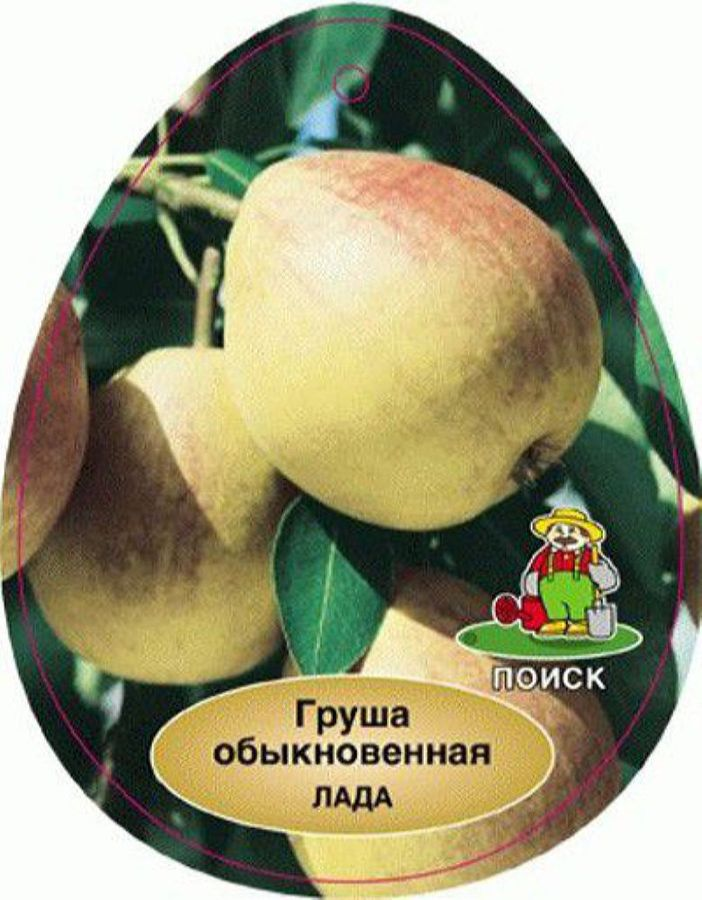 Саженец Груша Лада С7,5 H120, превью