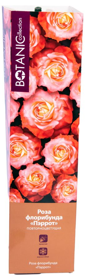 Растение Роза Флорибунда Botanic Collection Стромболи 1 шт в ассортименте, превью