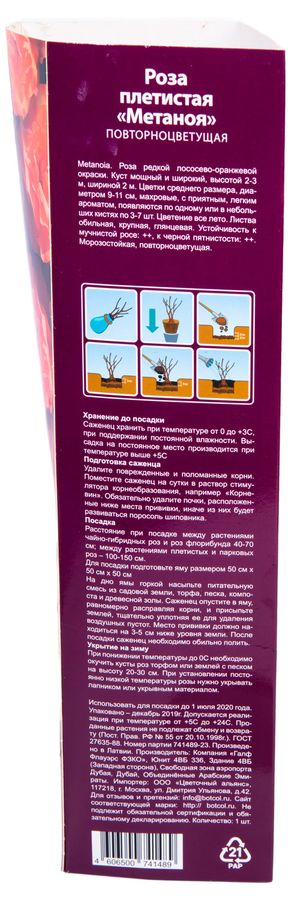 Растение Роза Флорибунда Botanic Collection Стромболи 1 шт в ассортименте, предпросмотр