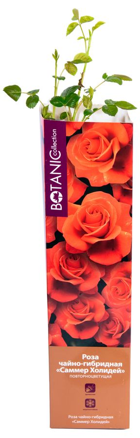 Растение Роза Флорибунда Botanic Collection Стромболи 1 шт в ассортименте, предпросмотр