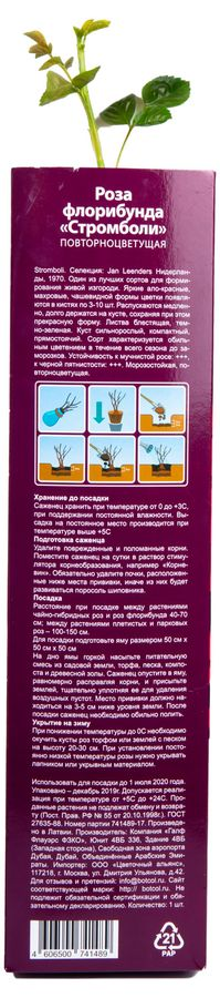Растение Роза Флорибунда Botanic Collection Стромболи 1 шт в ассортименте, превью